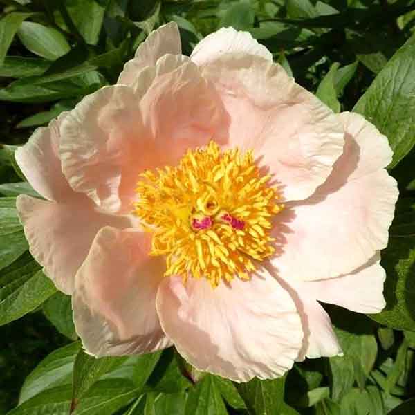 PEONY TWINSET